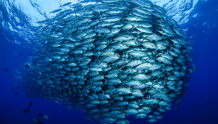 Fish -Sustainable management of fisheries