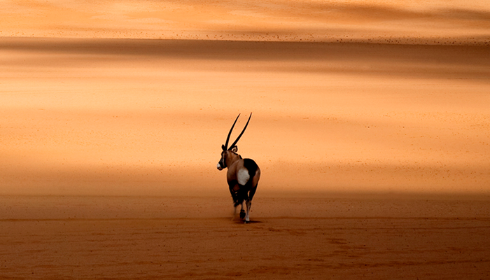 environmental-monitoring-oryx