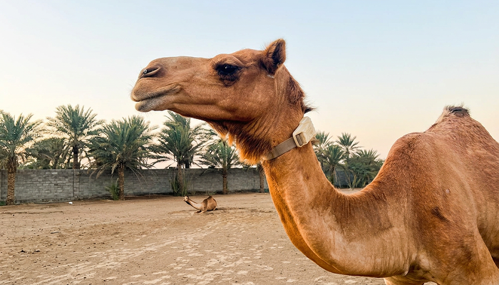 Camel