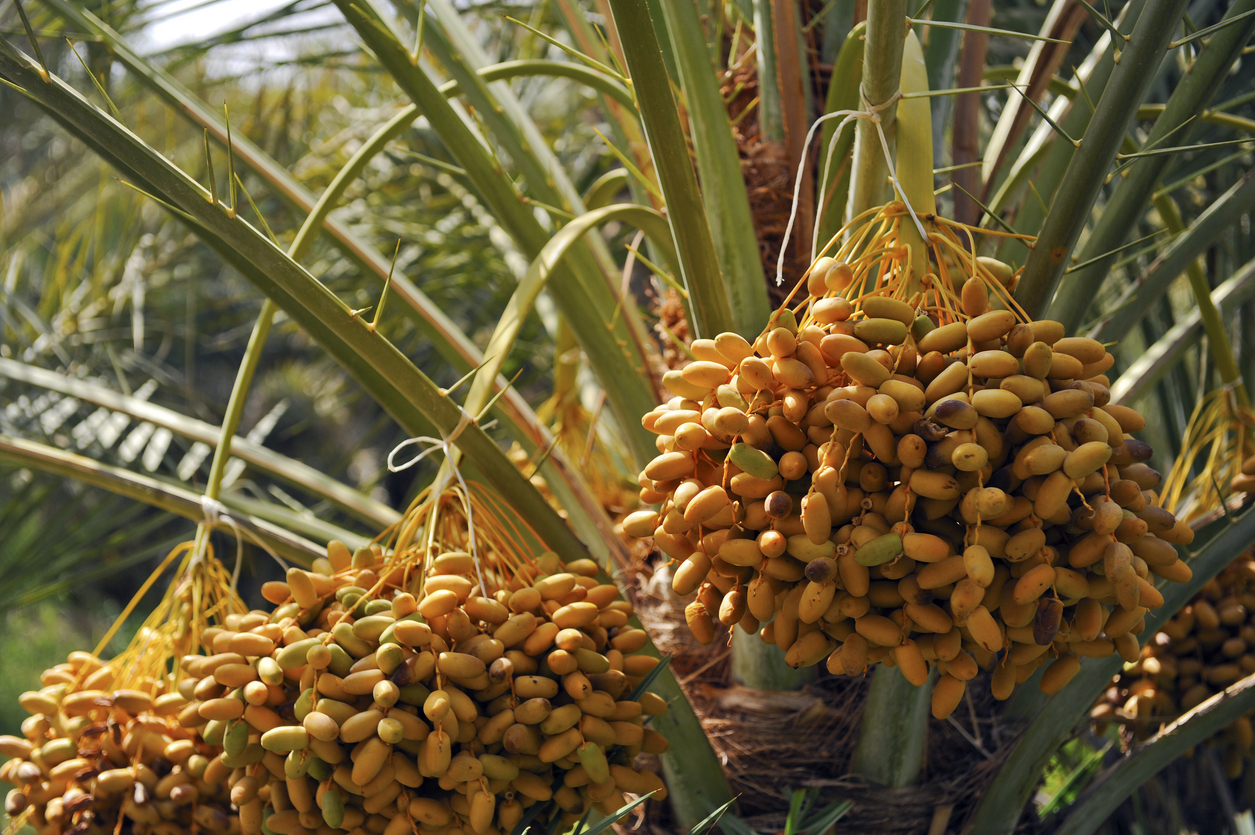 Dates - Sustainability & Traceability