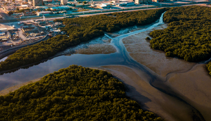 mangroves bordering city