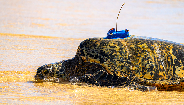 sea turtle with argos tag