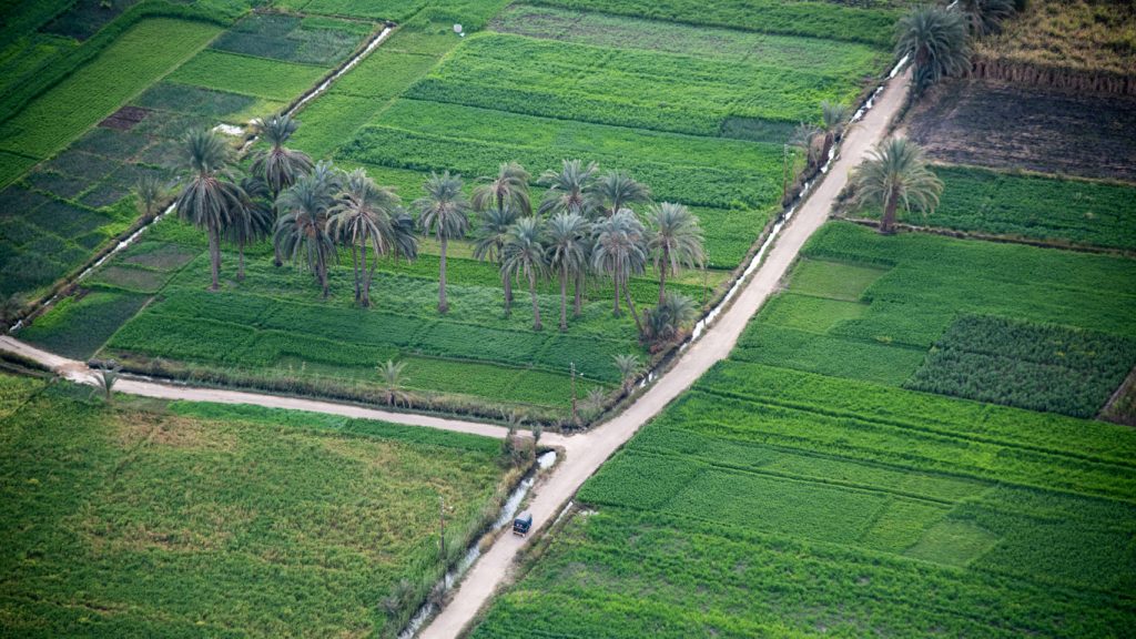 Aerial view of lush green fields with palm trees in clusters and a road cutting through the farmland